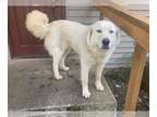 Great Pyrenees DOG FOR ADOPTION RGADN-1248674 - Jeannette - Great Pyrenees