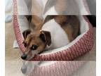 Jack Russell Terrier Mix DOG FOR ADOPTION RGADN-1248687 - Bayron - Sweet Older