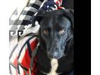 Labrador Retriever Mix DOG FOR ADOPTION RGADN-1248698 - Busch - Labrador