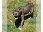 American Pit Bull Terrier DOG FOR ADOPTION RGADN-1248718 - Emmie - Pit Bull