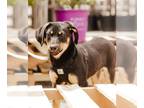 Collie-Labrador Retriever Mix DOG FOR ADOPTION RGADN-1248727 - IOLA - Collie /