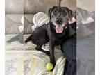 Labrador Retriever Mix DOG FOR ADOPTION RGADN-1248734 - Thor - Labrador