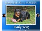 Rottweiler Mix DOG FOR ADOPTION RGADN-1248736 - Baby Nyx - Rottweiler / Mixed