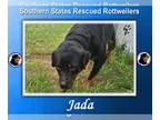 Rottweiler Mix DOG FOR ADOPTION RGADN-1248739 - Jada - Rottweiler / Mixed (short
