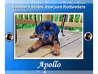 Rottweiler Mix DOG FOR ADOPTION RGADN-1248740 - Apollo - Rottweiler / Mixed