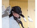 Borador DOG FOR ADOPTION RGADN-1248741 - Barney and Boscoe - Border Collie /