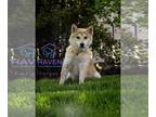 Shiba Inu DOG FOR ADOPTION RGADN-1248743 - Fergus - Shiba Inu (medium coat) Dog