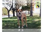 Boxer-Staffordshire Bull Terrier Mix DOG FOR ADOPTION RGADN-1248749 - Miso -