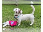 Australian Shepherd-Dachshund Mix DOG FOR ADOPTION RGADN-1248759 - Gretchen in