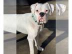 Boxer DOG FOR ADOPTION RGADN-1248762 - Beans - Boxer (short coat) Dog For