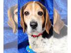 Beagle Mix DOG FOR ADOPTION RGADN-1248782 - Bernie Beagle - Beagle / Mixed
