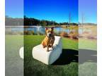 American Pit Bull Terrier DOG FOR ADOPTION RGADN-1248785 - Eddie - American Pit