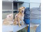Labrador Retriever-Retriever Mix DOG FOR ADOPTION RGADN-1248786 - Romeo -