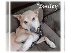 Carolina Dog Mix DOG FOR ADOPTION RGADN-1248787 - Smiley - Australian Cattle