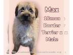 Border Terrier Mix DOG FOR ADOPTION RGADN-1248788 - Max - Border Terrier / Mixed
