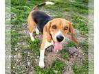 Beagle DOG FOR ADOPTION RGADN-1248789 - Rocky - Beagle (short coat) Dog For