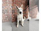 Mix DOG FOR ADOPTION RGADN-1248792 - Cosmo - White German Shepherd / Siberian
