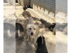 Spaniel Mix DOG FOR ADOPTION RGADN-1248799 - STANN - Spaniel / Eskimo Dog /