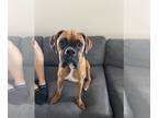 Boxer DOG FOR ADOPTION RGADN-1248806 - Perkins - Boxer Dog For Adoption