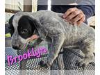 Bluetick Coonhound-Labrador Retriever Mix DOG FOR ADOPTION RGADN-1248809 -
