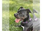 Dalmatian Mix DOG FOR ADOPTION RGADN-1248812 - Allatoona - Dalmatian / Terrier /