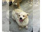 Poochon DOG FOR ADOPTION RGADN-1248827 - TITUS - Bichon Frise / Poodle