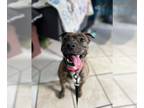 American Pit Bull Terrier DOG FOR ADOPTION RGADN-1248835 - Pickles - American