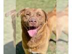 Chesapeake Bay Retriever DOG FOR ADOPTION RGADN-1248857 - Rocky - Chesapeake Bay