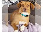 Dorgi DOG FOR ADOPTION RGADN-1248858 - Socks - Corgi / Dachshund / Mixed Dog For