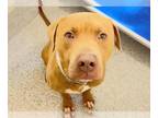 American Pit Bull Terrier Mix DOG FOR ADOPTION RGADN-1248861 - MICKEY - Pit Bull