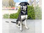 Labrador Retriever-Siberian Husky Mix DOG FOR ADOPTION RGADN-1248880 - Rico