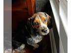 Beagle DOG FOR ADOPTION RGADN-1248887 - Maple - Beagle (medium coat) Dog For