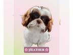 Shih Tzu DOG FOR ADOPTION RGADN-1248891 - Heather - Shih Tzu Dog For Adoption