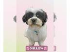 Zuchon DOG FOR ADOPTION RGADN-1248892 - Willow - Shih Tzu / Bichon Frise / Mixed