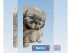 Shih Tzu Mix DOG FOR ADOPTION RGADN-1248893 - Basil - Shih Tzu / Mixed (medium