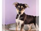 Pomeagle DOG FOR ADOPTION RGADN-1248894 - Mama Mallie Pup - Marley - Beagle /