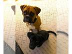 Boxer DOG FOR ADOPTION RGADN-1248895 - Peach II - Boxer Dog For Adoption