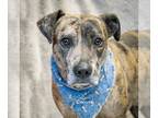 Mountain Cur DOG FOR ADOPTION RGADN-1248903 - Emory - Mountain Cur Dog For