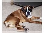 Boxer DOG FOR ADOPTION RGADN-1248910 - Meg II - Boxer Dog For Adoption