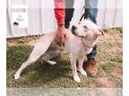 American Pit Bull Terrier-Beagle Mix DOG FOR ADOPTION RGADN-1248911 - Kyng - Pit