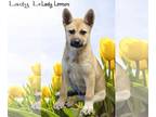 Labrador Retriever Mix DOG FOR ADOPTION RGADN-1248922 - Lady Lemon - Shepherd /
