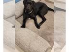 Labrador Retriever DOG FOR ADOPTION RGADN-1248924 - Otis - Labrador Retriever