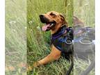Treeing Walker Coonhound DOG FOR ADOPTION RGADN-1248936 - Suzie Q - Treeing