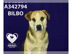 German Shorthaired Lab DOG FOR ADOPTION RGADN-1248947 - BILBO - Labrador