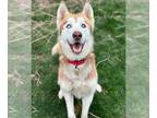 Mix DOG FOR ADOPTION RGADN-1248968 - Blaze - Husky Dog For Adoption
