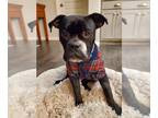 Bullboxer Pit DOG FOR ADOPTION RGADN-1248975 - Mugsy - Pit Bull Terrier / Boxer