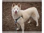 Samoyed-Siberian Husky Mix DOG FOR ADOPTION RGADN-1248995 - SUPERNOVA* - Samoyed