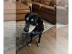 Labbe DOG FOR ADOPTION RGADN-1248998 - BO (COURTESY POST) - Labrador Retriever /