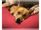 American Pit Bull Terrier-Huskies Mix DOG FOR ADOPTION RGADN-1248999 - BANE