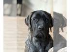 Mastiff DOG FOR ADOPTION RGADN-1249000 - Wren ADOPTED - English Mastiff Dog For